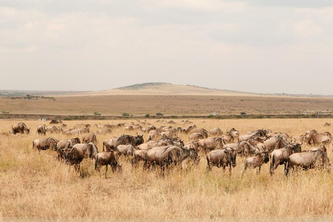 Nairobi: Masai Mara National Reserve Full-Day Safari