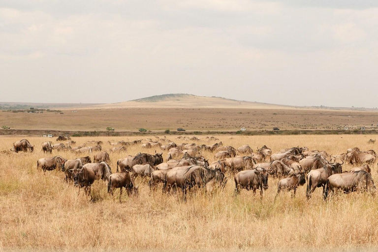 Nairobi: Masai Mara National Reserve Full-Day Safari
