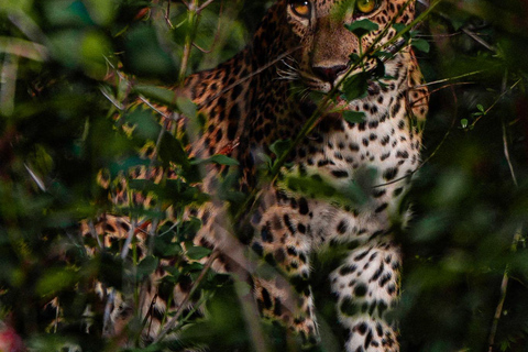 Van Arugambay naar Tangalle/Mirissa met Yala luipaardsafari