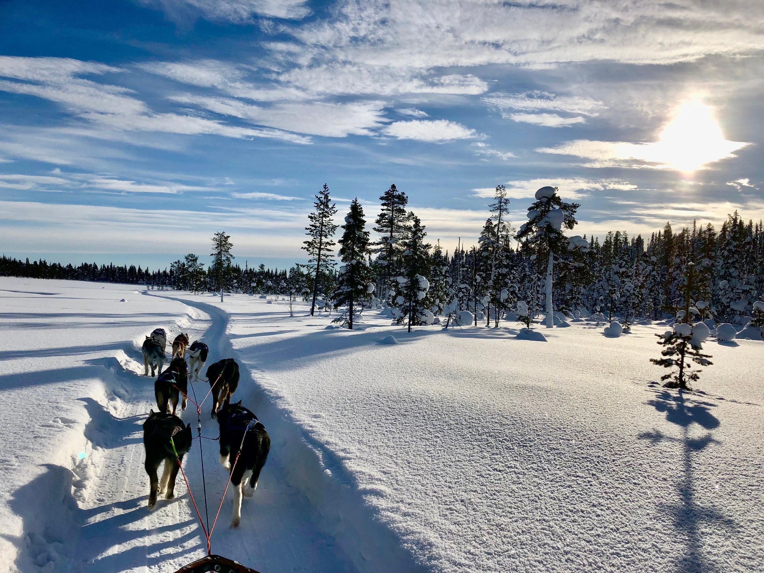 Kiruna: Lehne dich zurück und entspanne dich bei einer morgendlichen Hundeschlittenfahrt