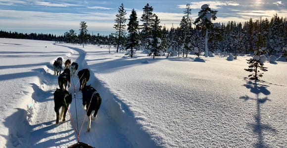 Kiruna: Sit Back and Relax Morning Dogsledding Tour