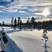 Kiruna : Détendez-vous lors d'une promenade matinale en traîneau à chiens