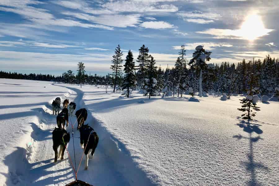 Kiruna: Lehne dich zurück und entspanne dich bei einer morgendlichen Hundeschlittenfahrt. Foto: GetYourGuide