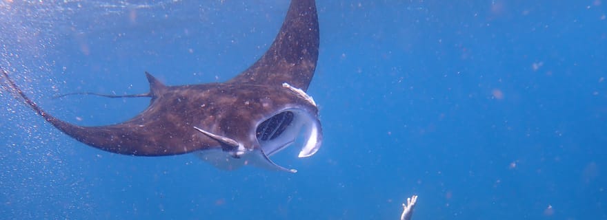 Depuis Lembongan ou Penida : excursion privée de snorkeling sur 3 sites