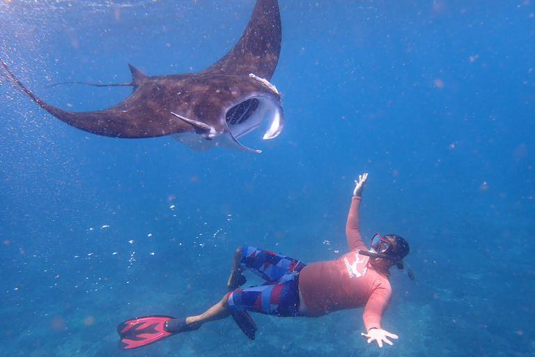 Au départ de Bali : Demi-journée de plongée en apnée sur 3 sites à Lembongan et PenidaLieu de rendez-vous - Port de Sanur