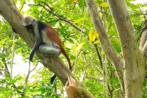 Zanzibar: Jozani Forest, Kuza Cave & Paje Beach Private Tour – No Hotel Transfer Included
