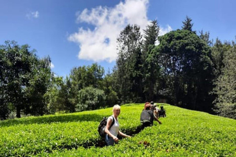 Desde Nairobi: Visita y almuerzo en la Granja de Té Kiambethu