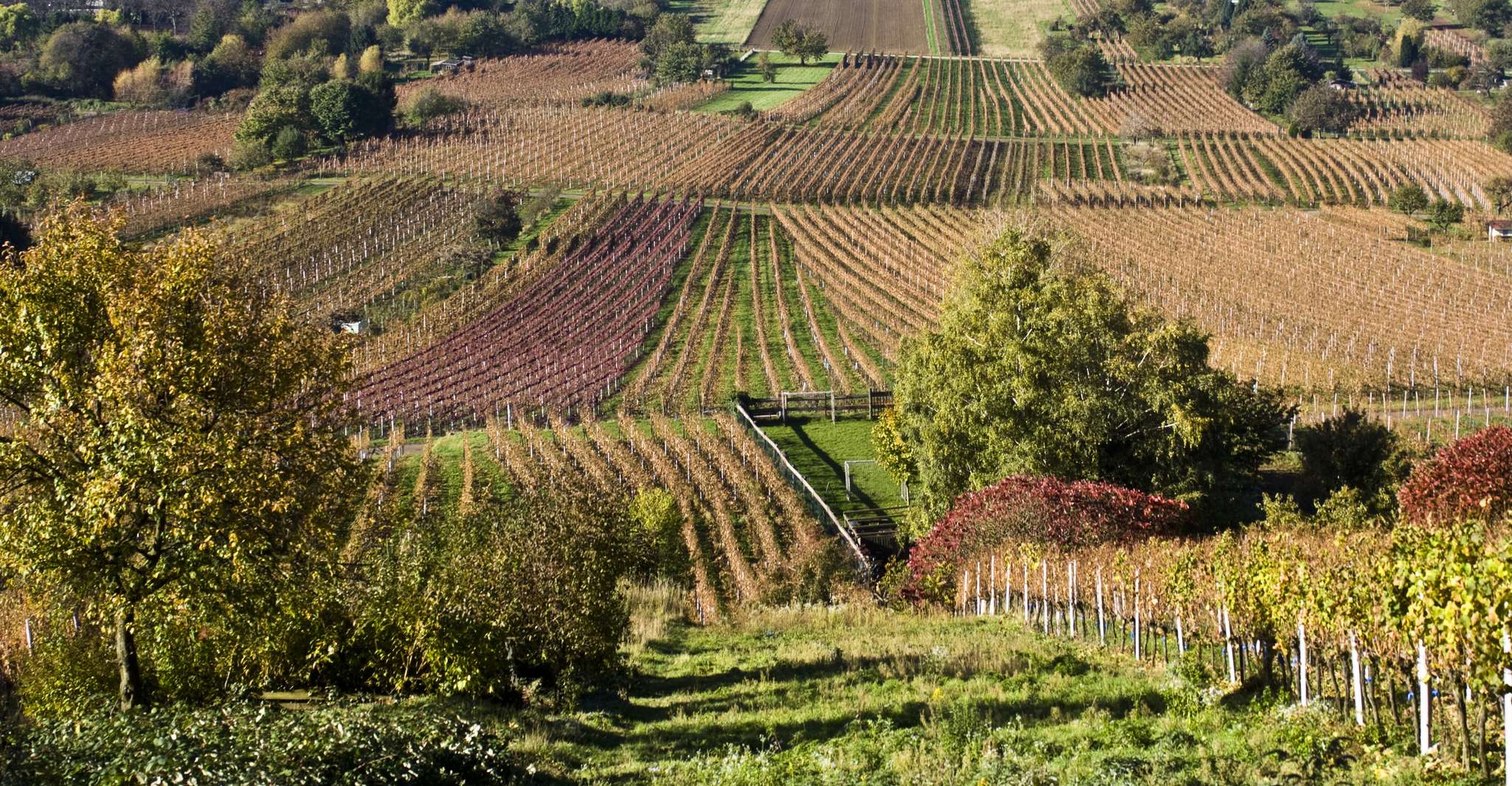 Polish vineyards! (Chodorowa and Chruślice watchpoint) - Housity