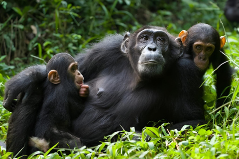 乌干达：3 天布温迪大猩猩和基巴莱黑猩猩徒步之旅乌干达：布温迪大猩猩和基巴莱黑猩猩徒步之旅（3 天）