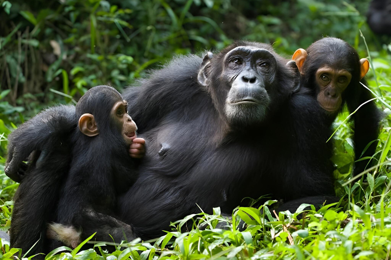 乌干达：3 天布温迪大猩猩和基巴莱黑猩猩徒步之旅乌干达：布温迪大猩猩和基巴莱黑猩猩徒步之旅（3 天）