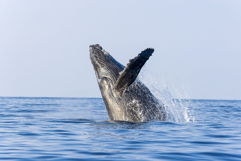 Oahu: Eco-vriendelijke cruise langs walvissen kijken aan de westkust