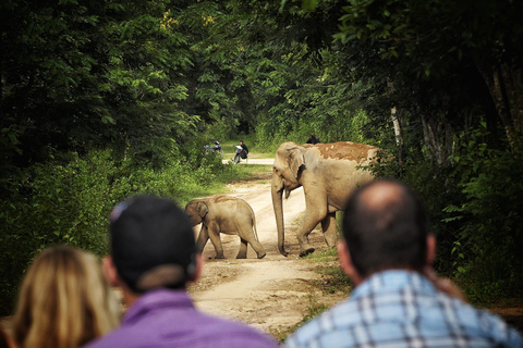 Hua Hin: Kui Buri National Park Wild Elephant Watching