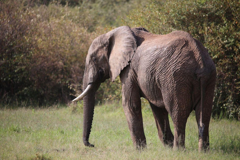 3 dagars Masai Mara Group Budget safari i 4x4 Jeep Daily Tour