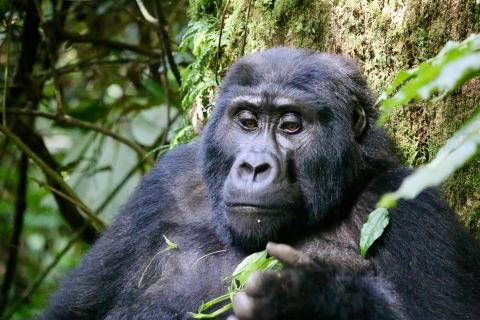 3 jours d'observation des gorilles dans la forêt de BwindiVisite privée et de groupe