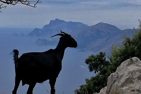 PATH OF THE GODS with NINO Expert local Guide free transport