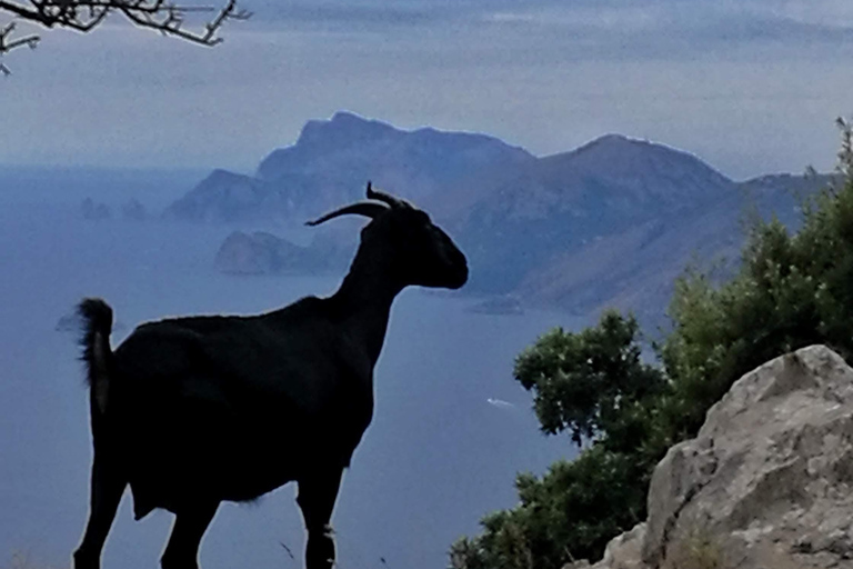 PATH OF THE GODS with NINO Expert local Guide free transport