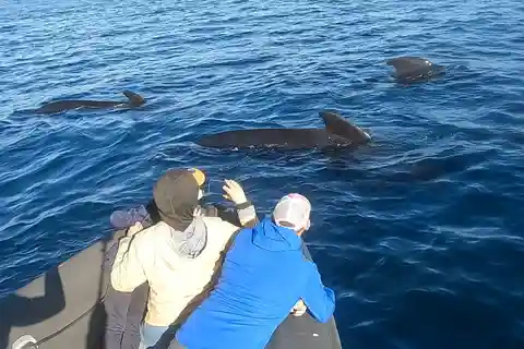 País Vasco: Excursión en barco para avistar delfines
