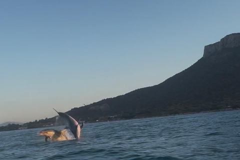 Golfo Aranci: transparent or traditional kayak, dolphins, and aperitif Sunset Tour in a Traditional Kayak with Aperitivo and Dolphins