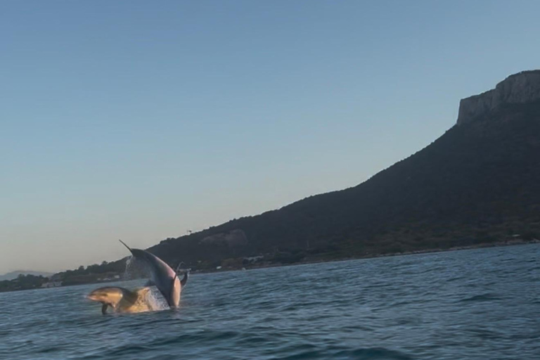 Golfo Aranci: transparent or traditional kayak, dolphins, and aperitif Sunset Tour in a Traditional Kayak with Aperitivo and Dolphins