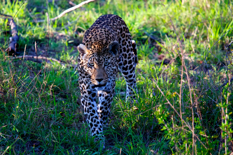 Jaipur : Visite guidée du parc safari des léopards de JhalanaVisite guidée du parc Jhalana Leopard Safari en jeep partagée