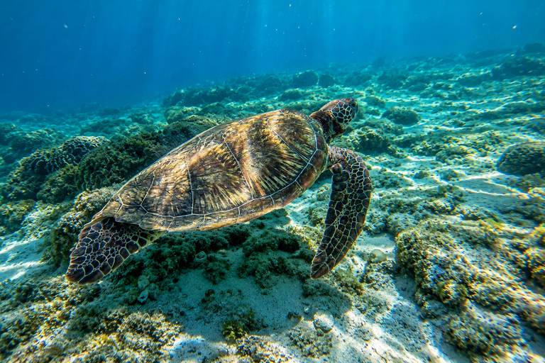 Cebu: 2-Day Wild South Odyssey – Reefs, Falls & Canyons