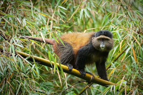 Vanuit Kigali: 2-daagse trektocht voor gorilla&#039;s en gouden apen