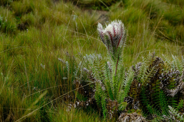 Aberdare National Park: Mount Satima Overnight Hike