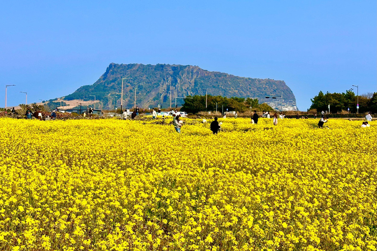 Jeju East: Cherry Blossom Tour & Women Divers Show