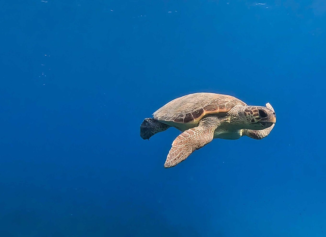 Guidet tur med snorkling i smukke Marathopoli