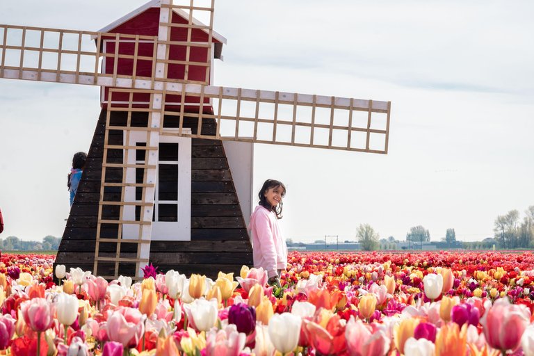 From Amsterdam: Tulip Experience and Tulip Fields Tour 4-hour tour Tulip Experience