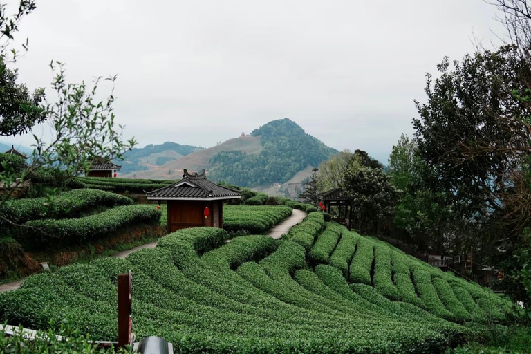 桂林至三江：东村、当地午餐和茶山其他语言的导游