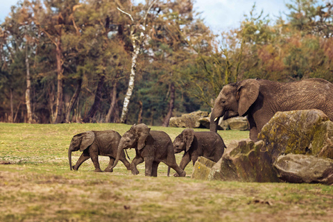 هيلفارينبيك: تذكرة دخول Safaripark Beekse Bergen