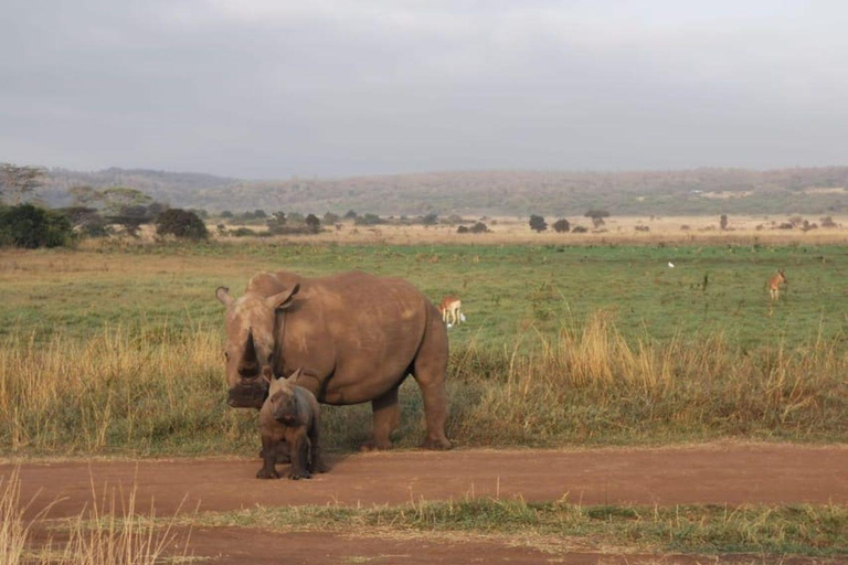 4 days Tsavo East, Amboseli and saltlick lodge safari