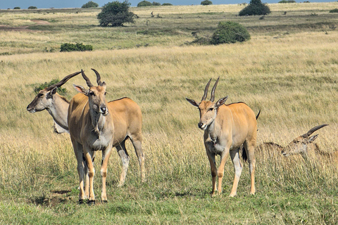 Nairobi: Sheldrick Elephant Orphanage and 3 Hours Game Drive
