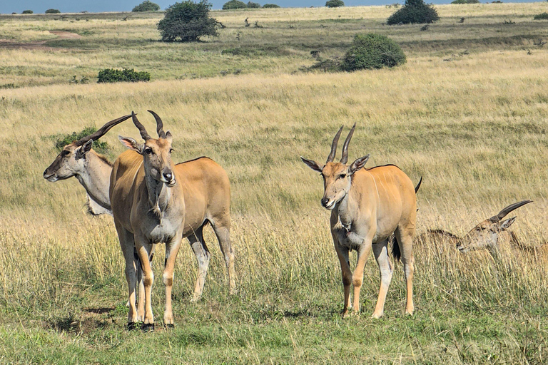 Nairobi: Sheldrick Elephant Orphanage and 3 Hours Game Drive
