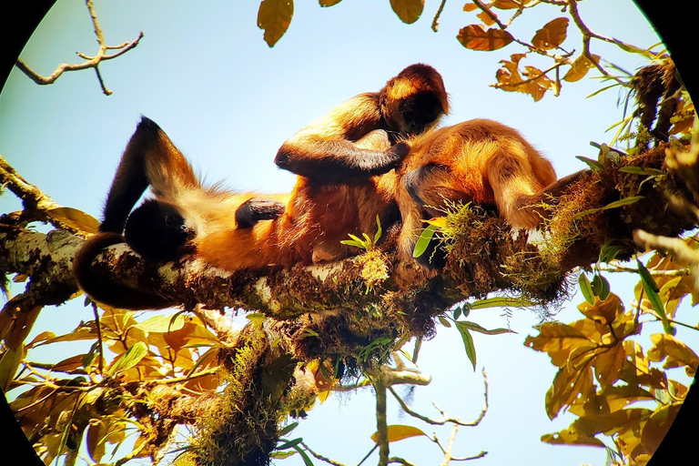 Monteverde Hanging Bridges and Night Walk Tour Rain forest night tour