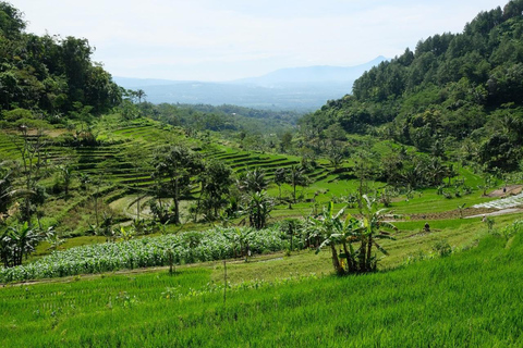 Yogyakarta: Explore Selogriyo Temple & Scenic Rice Terraces Magelang : Explore Selogriyo Temple & Scenic Rice Terraces