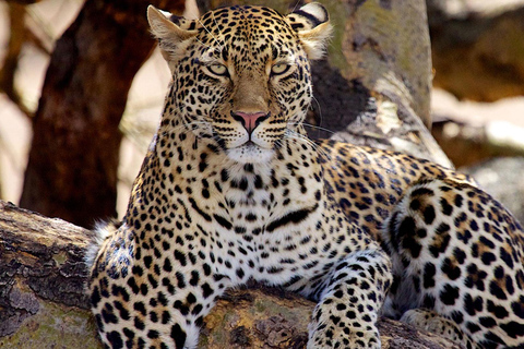 6-Day Safari Adventure Journey Through the Wild