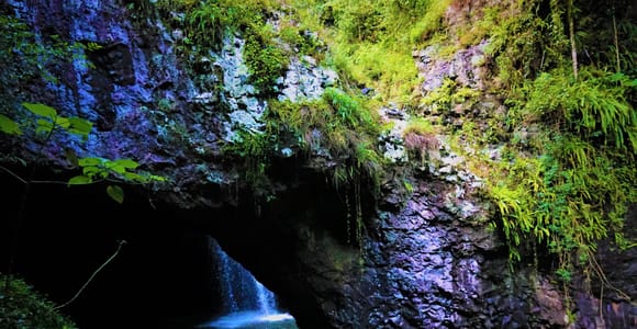 Gold Coast: Kangaroos, Koalas, Rainforest & Waterfalls Tour