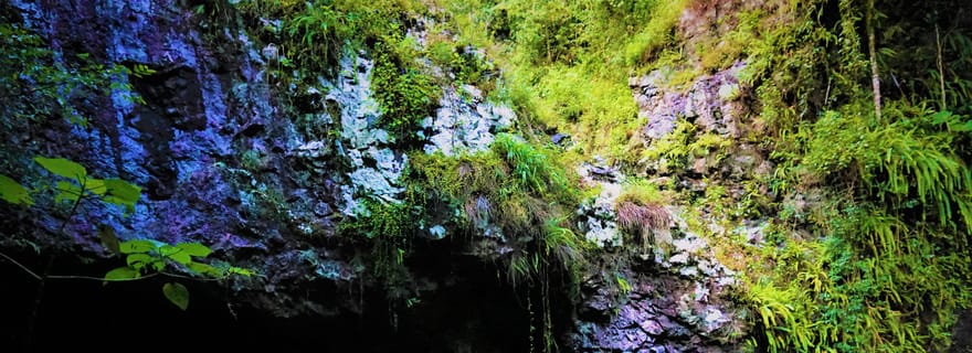 Côte d'Or : Kangourous, forêt tropicale et chutes d'eau