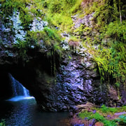 Gold Coast: Kangaroos, Rainforest & Waterfalls Experience