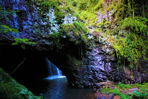 Côte d'Or : Kangourous, forêt tropicale et chutes d'eauVisite privée