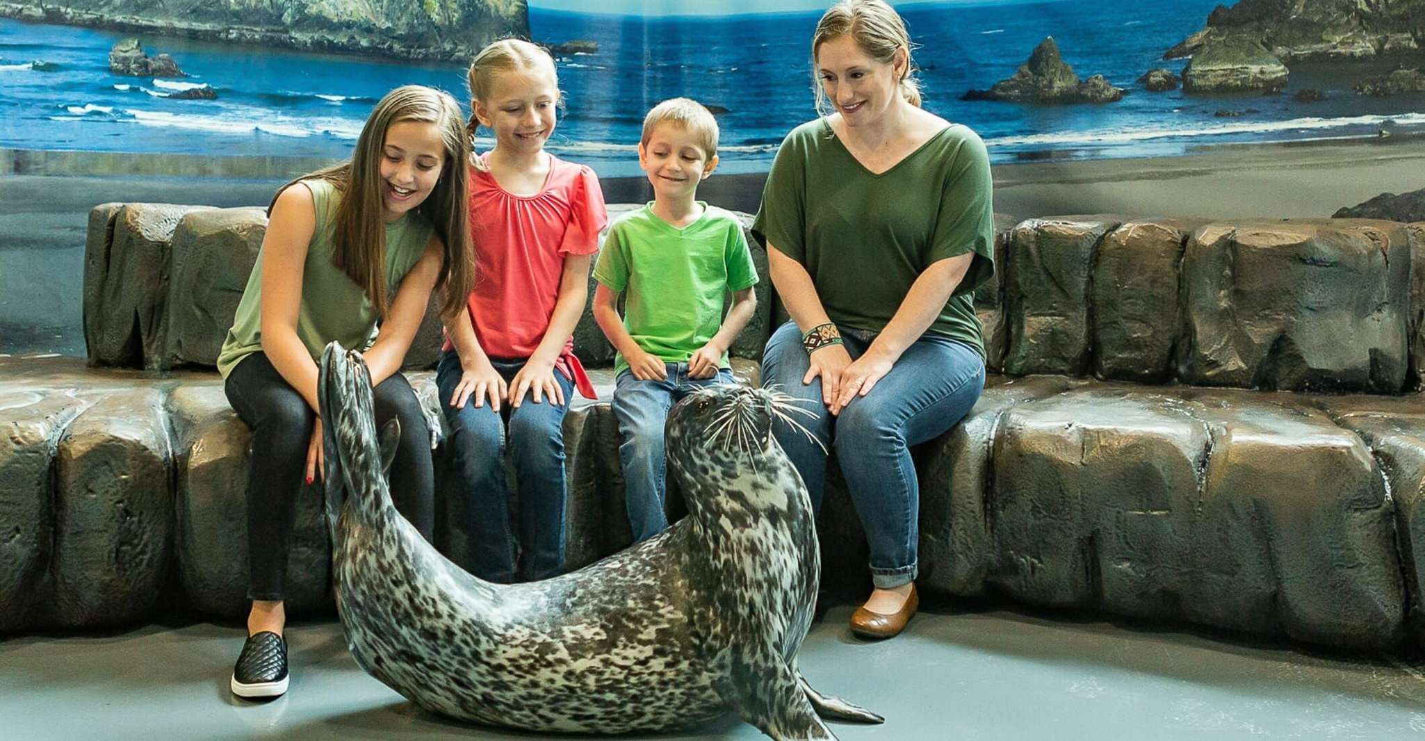 Georgia Aquarium, Haven Seal Animal Encounter - Hizvo