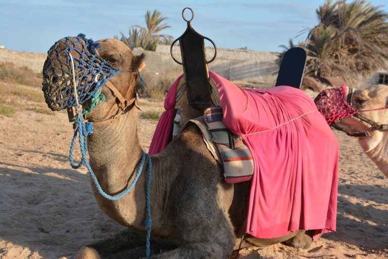 Aproveite a aventura de 2,5 horas com cavalos e camelos