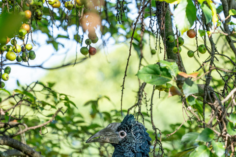 Nairobi: passeio de meio dia no Parque NacionalNairobi: tour privado de meio dia no Parque Nacional