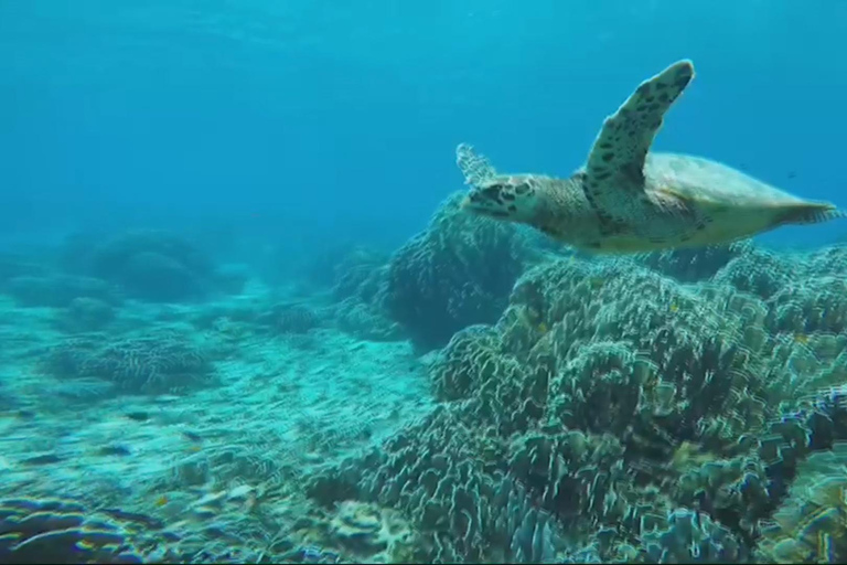 Z Khao Lak: Wycieczka z nurkowaniem na wyspach SimilanZ Phuket: nurkowanie z rurką na wyspach Similan