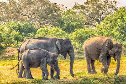 Wilpattu: Private Safari Day Trip with Lunch & Entry Fees Pick up from Colombo/Mt Lavinia/Negombo/Katunayaka/Waikkal