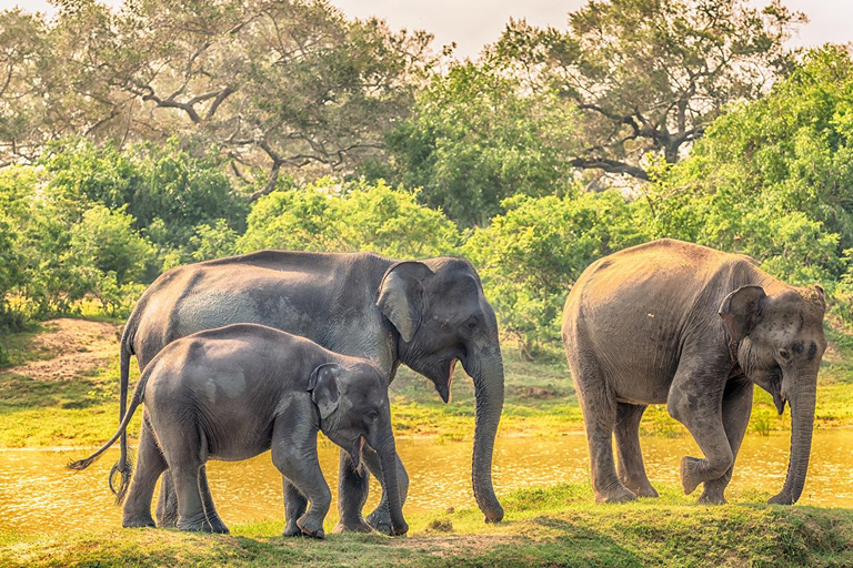 Wilpattu: Private Safari Day Trip with Lunch & Entry Fees Pick up from Colombo/Mt Lavinia/Negombo/Katunayaka/Waikkal