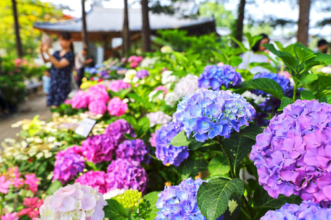 A partir de Seul: Begonia Bird Park, Rail Bike e Garden TourDongdaemun, 9h