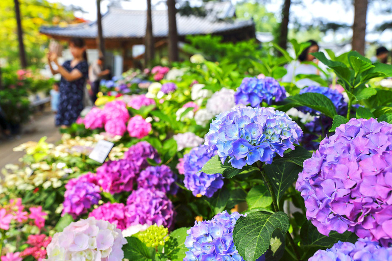 A partir de Seul: Begonia Bird Park, Rail Bike e Garden TourDongdaemun, 9h